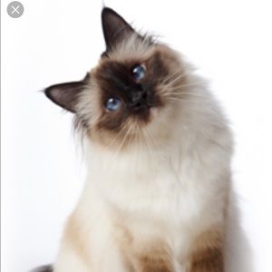 Meet your Posher, Kitty